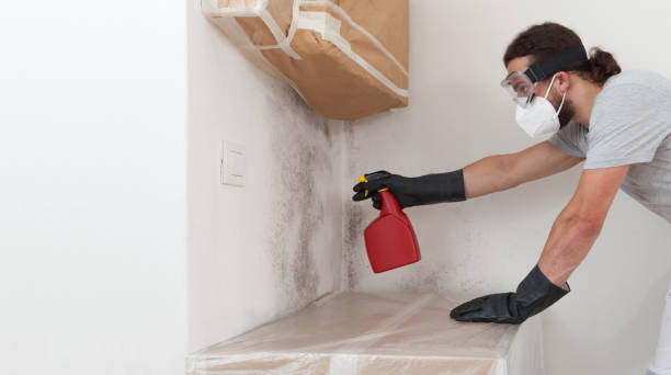 Professional Black Mold Remediation technician working in Alva, FL